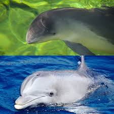 The Mysterious Marine Mammals: Dolphins and Porpoises