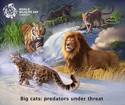 The Majestic Predators: Big Cats