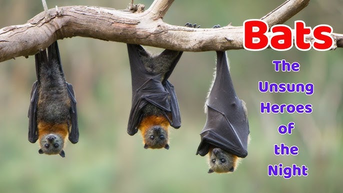 The Unlikely Heroes: Bats