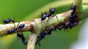 The Social Insects: Ants